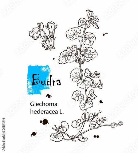 Vector hand drawn herb. Botanical plant illustration. Vintage medicinal herb sketch. Budra photo