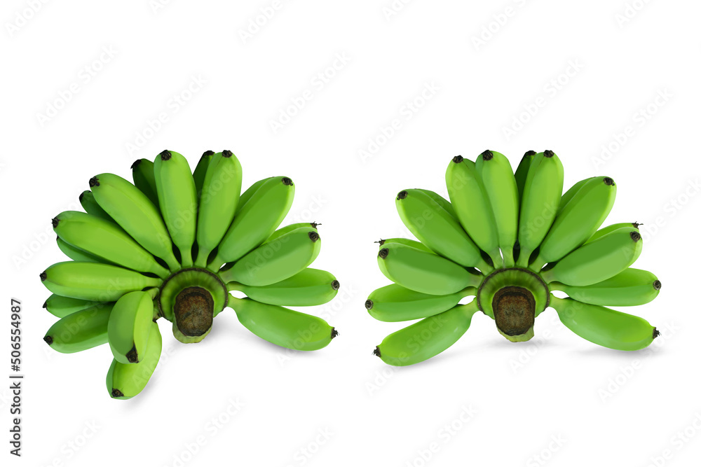 Green bananas on a white background,with clipping path,Green bananas