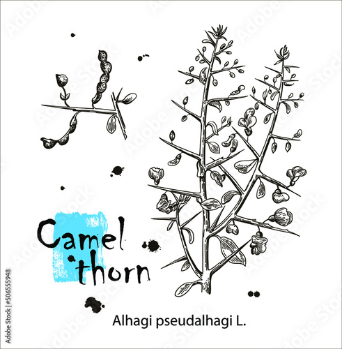 Camelthorn Alhagi maurorum , or camelthorn-bush, Caspian manna, Persian mannaplant. Hand drawn botanical vector illustration photo