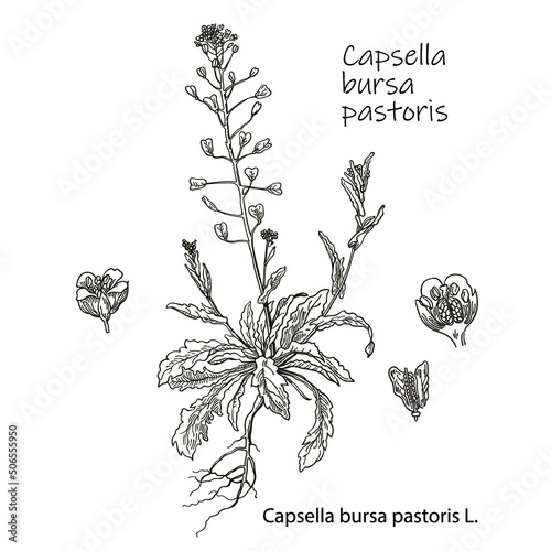 Vector images of medicinal plants. Detailed botanical illustration for your design. Healthy lifestyle. Capsella bursa-pastoris