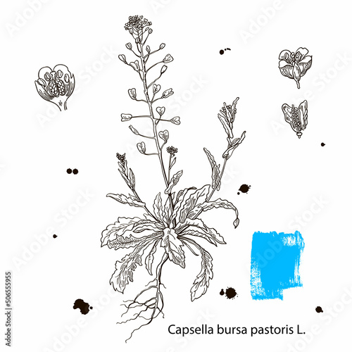 Vector images of medicinal plants. Detailed botanical illustration for your design. Healthy lifestyle. Capsella bursa-pastoris photo