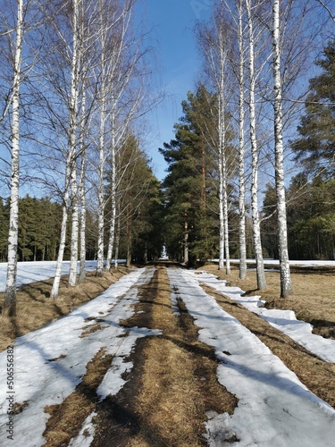 Spring in Pavlovsky Park white snow and cold trees © Владимир