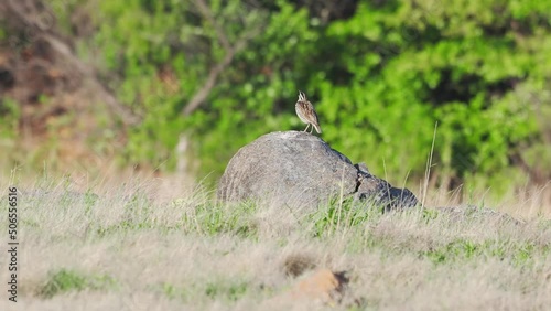 Close up shot of Eastern meadowlark photo