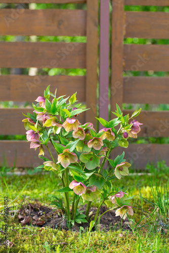 helleborus flowers are blooming in spring