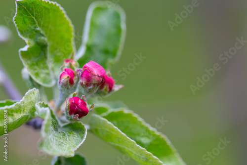 pink apple buds growing in spring garden