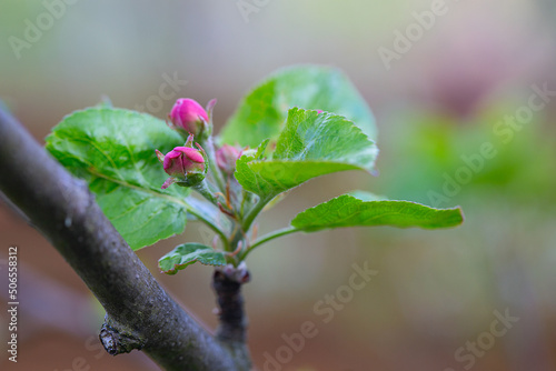 pink apple buds growing in spring garden