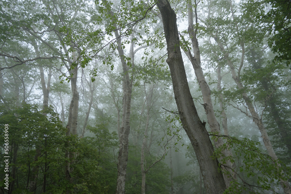 Naklejka premium 藻岩山中腹付近の霧の風景 / Fog landscape near the middle of Mt. Moiwa