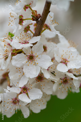cherry blossoms blooming in spring garden