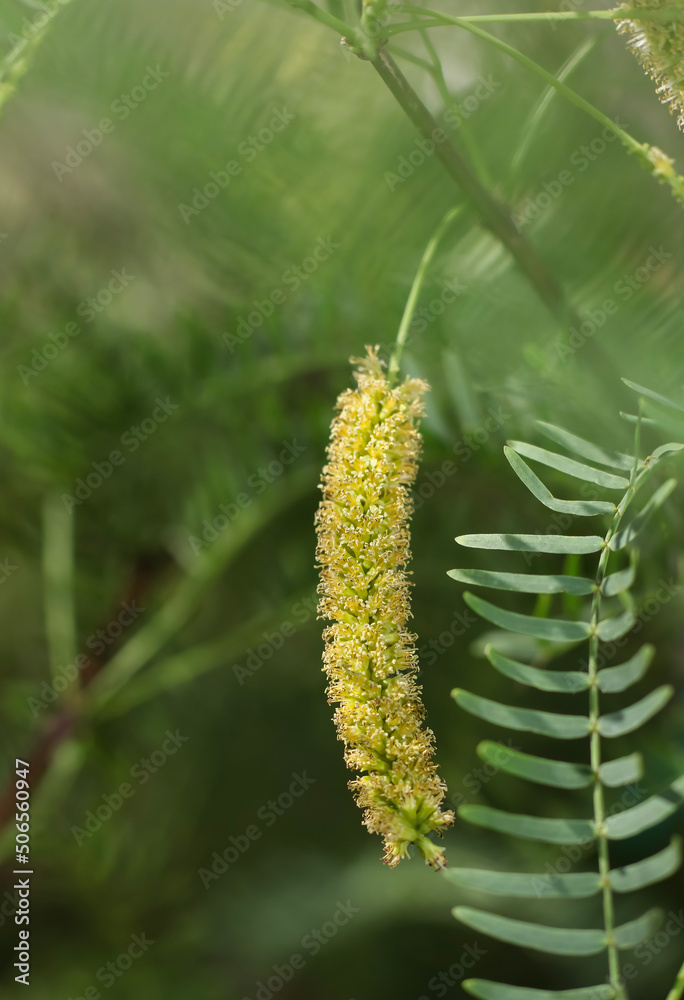 Naklejka premium Honey Mesquite in bloom . bloom on tree . Vertical . Close up