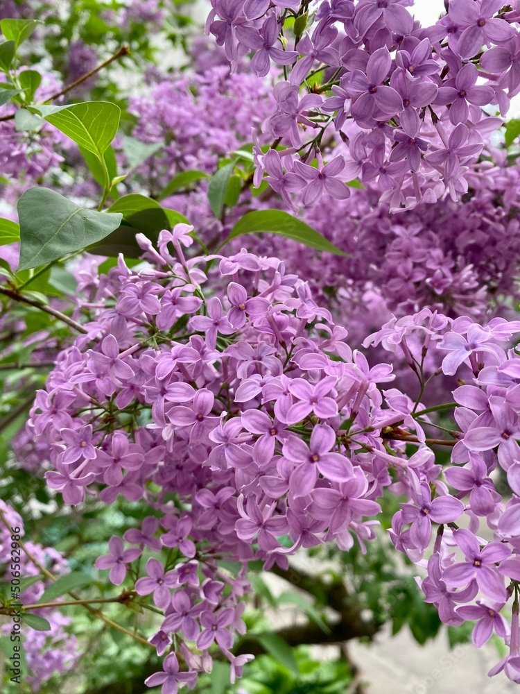 Photos of blooming lilacs. Beautiful lilac bush close-up. Photos of blooming lilacs. Beautiful lilac bush close-up.