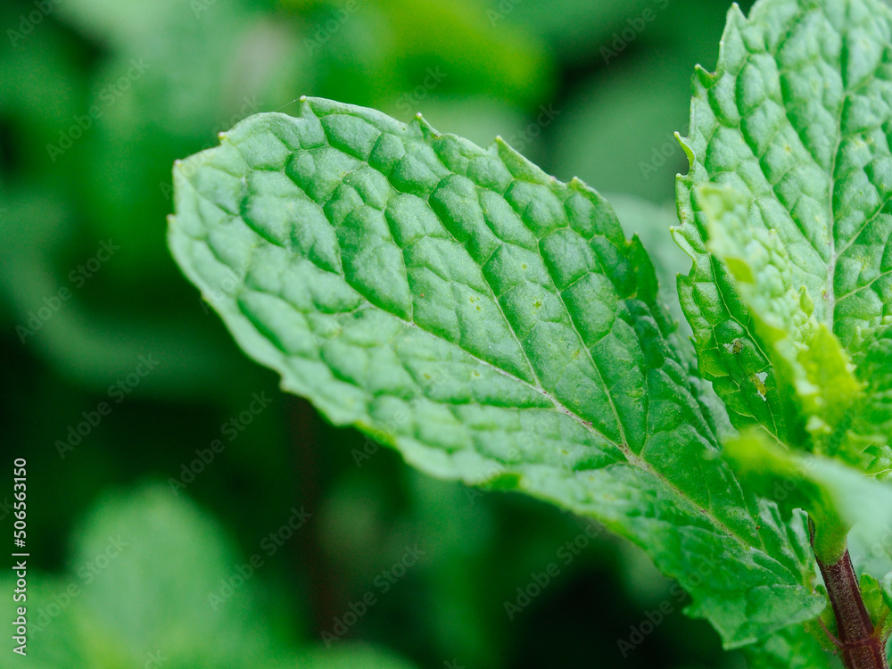 mint leaves close up mint leaves close up
