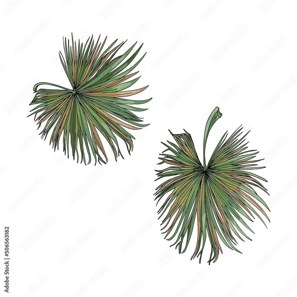 Isolated vector illustration of a large set of tropical leaves palm