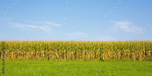Edge of a corn field. Symbol for agriculture and farming. Panorama format.