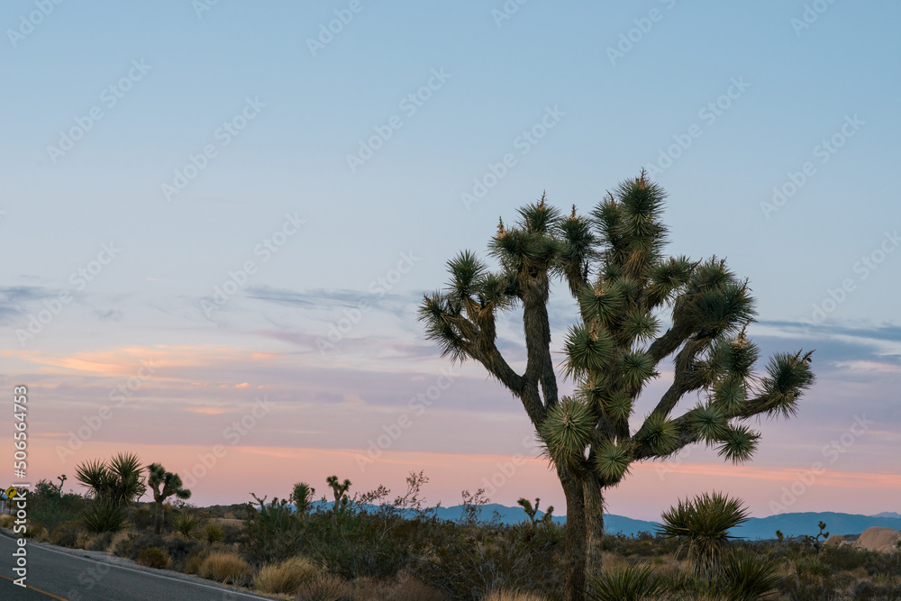 Sunset, Joshua Tree National Park, California
