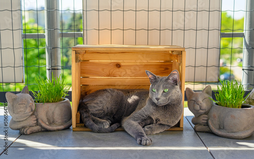 Kot rosyjski niebieski odpoczywający na balkonie otoczony trawą.