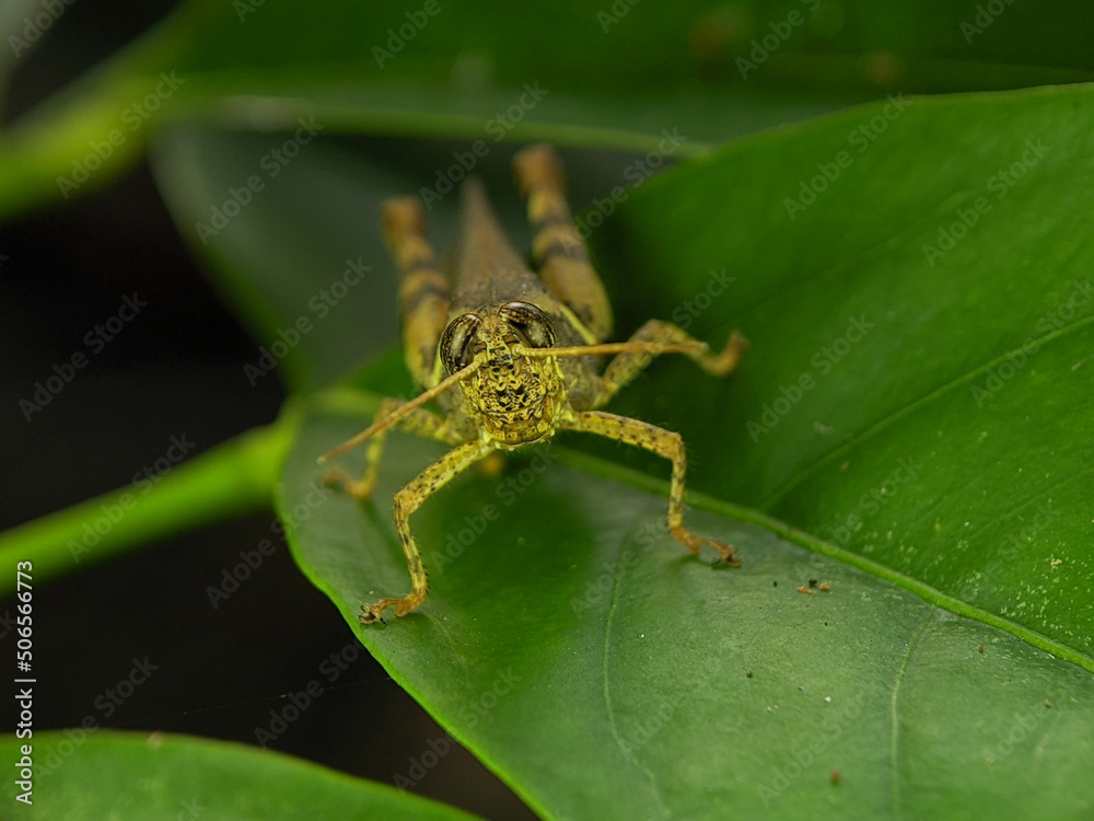 Grasshoppers are a group of insects belonging to the suborder Caelifera. Grasshoppers are a group of insects belonging to the suborder Caelifera.