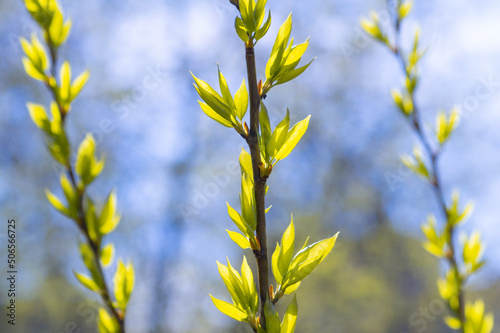 spring background with young leaves on trees