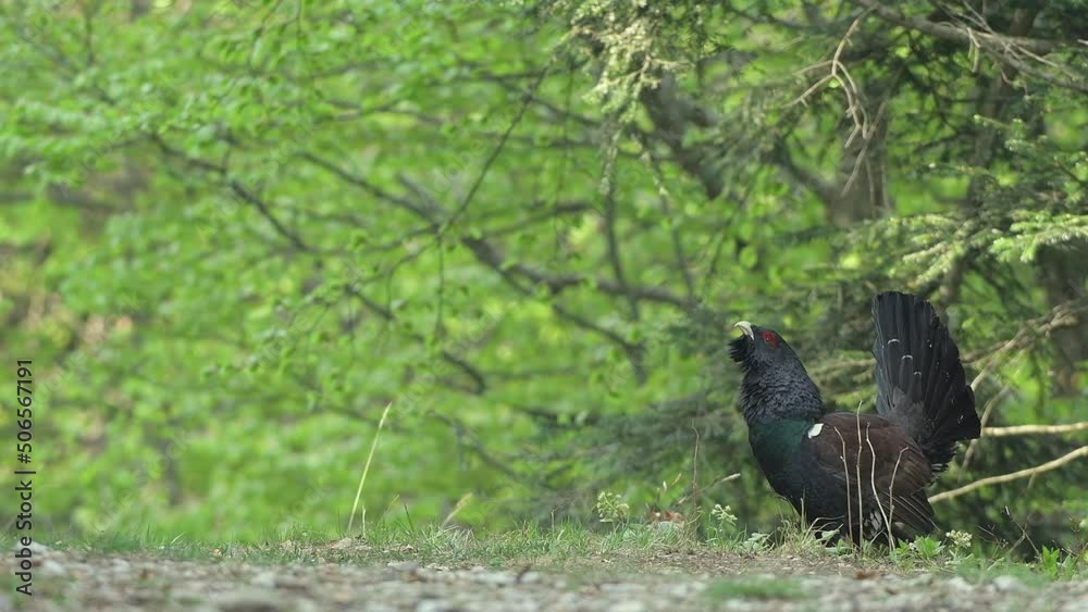The king of grouse family, Western capercaillie male in the wild (Tetrao urogallus) The king of grouse family, Western capercaillie male in the wild (Tetrao urogallus)