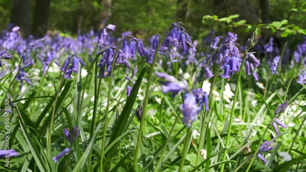 Close-up of vibrant bluebell flowers, Cornwall, England, UK. Close-up of vibrant bluebell flowers, Cornwall, England, UK.