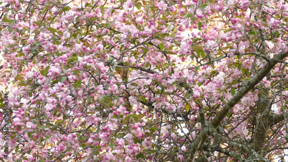 Philadelphia Vireo jumping from branch to branch on pink flower cherry blossom tree Philadelphia Vireo jumping from branch to branch on pink flower cherry blossom tree
