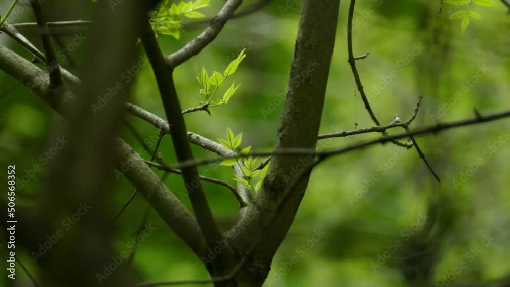 Magnolia warbler perched on a forest tree branch, flying away. Bokeh green leaves background Magnolia warbler perched on a forest tree branch, flying away. Bokeh green leaves background
