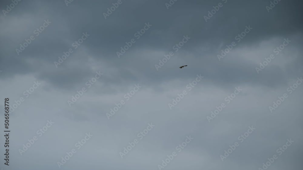 An eagle flies high in the sky. A large bird of prey soars in the blue sky. A lonely bird high under the clouds. Natural background with large clouds, view from below, peace and tranquility. An eagle flies high in the sky. A large bird of prey soars in the blue sky. A lonely bird high under the clouds. Natural background with large clouds, view from below, peace and tranquility.