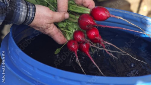 A juicy bunch of radishes is held in hands and watered with clean water. Fresh vegetable washed out of the mud with water, close-up in slow motion	