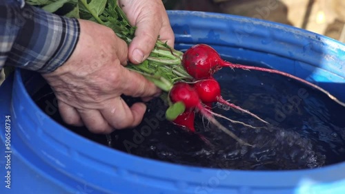 A juicy bunch of radishes is held in hands and watered with clean water. Fresh vegetable washed out of the mud with water, close-up in slow motion	