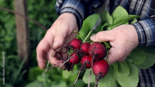Juicy bunch of farm radishes are held in hands. Fresh, healthy and tasty vegetable for salad, just from the garden, close-up	
