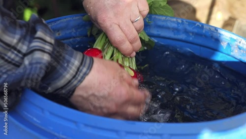 A juicy bunch of radishes is held in hands and watered with clean water. Fresh vegetable washed out of the mud with water, close-up in slow motion	