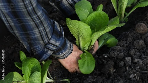 gardener's hands planting seedlings of organic chinese cabbage in vegetable garden