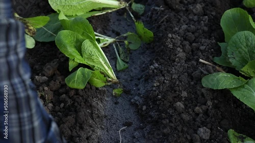 gardener's hands planting seedlings of organic chinese cabbage in vegetable garden