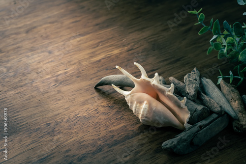 summer image, shell, spider conch, 夏のイメージ 貝殻 クモガイ