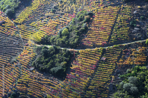 Fotografie Forest grows in the space of an abandoned vineyard