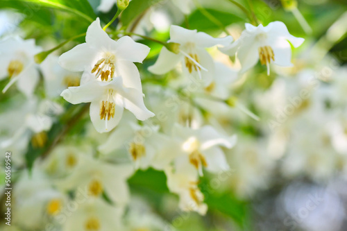 白く淡いエゴノキの花