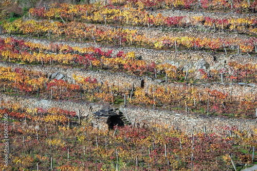 Reddish and yellowish colors in the vines on dry stone terraces photo