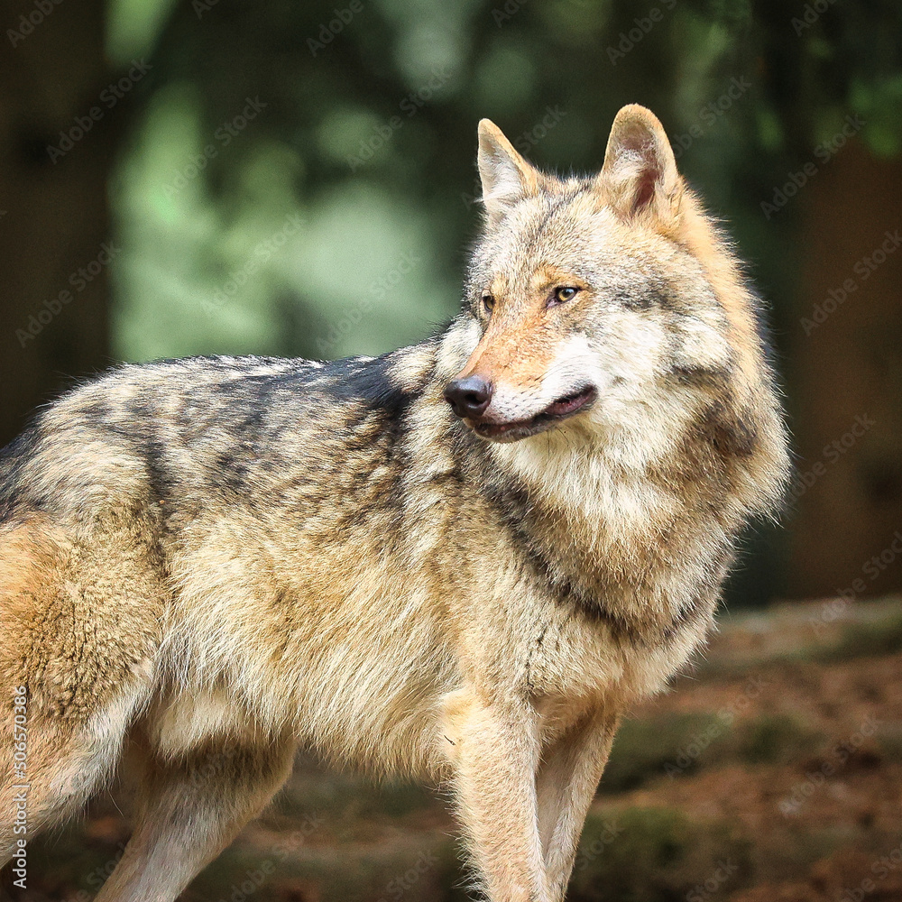 Fototapeta premium Eurasischer Wolf