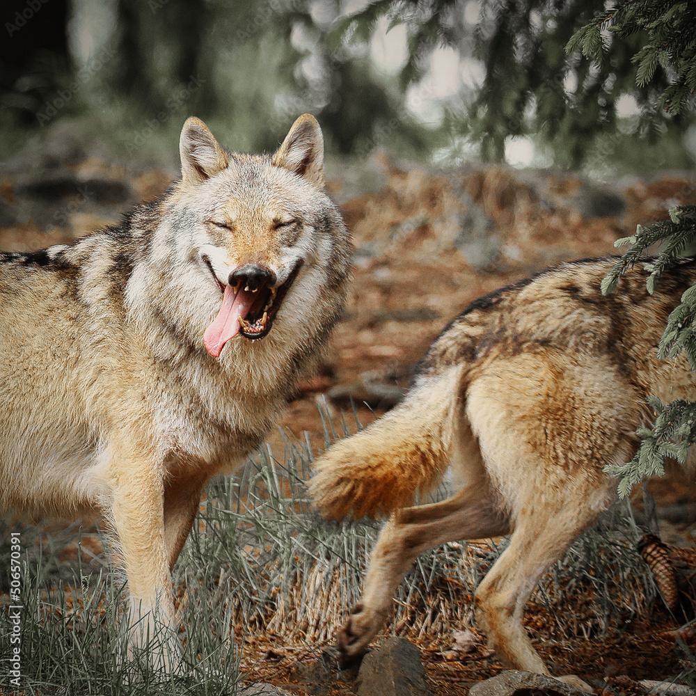 Obraz premium Eurasischer Wolf