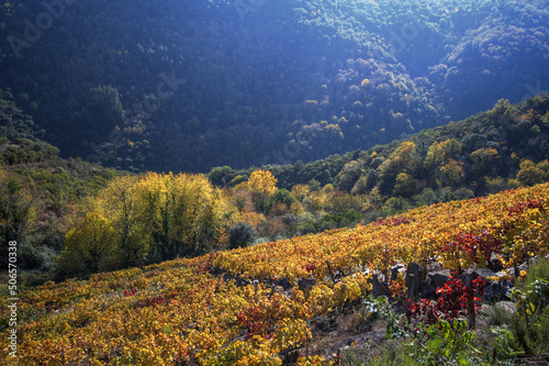 The light of an autumn afternoon filters through the Sil Canyon photo