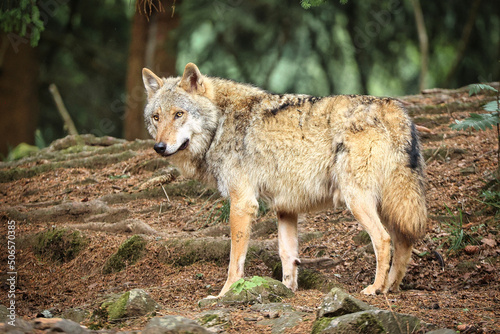 Eurasischer Wolf © Scheid