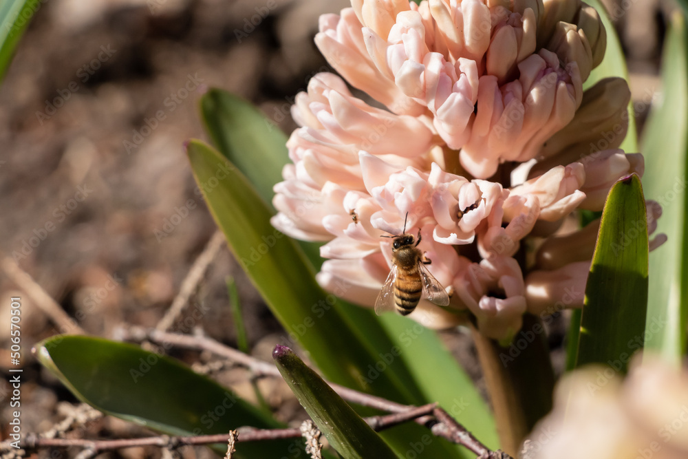 Obraz premium Pink and yellow hyacinth, bee closeup on a flower in a sunny spring garden with green leaves, brown soil