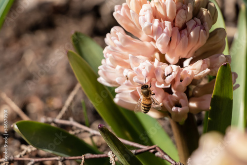Fototapeta Naklejka Na Ścianę i Meble -  Pink and yellow hyacinth, bee closeup on a flower in a sunny spring garden with green leaves, brown soil