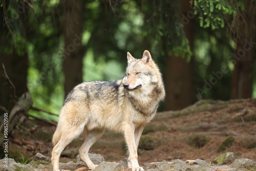 Eurasischer Wolf