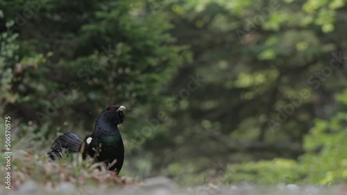 The wonderful Western capercaillie male in 4k resolution video (Tetrao urogallus) photo