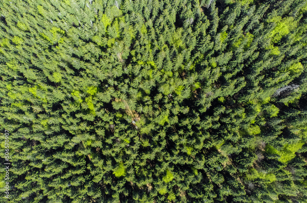 A top view with a fir forest A top view with a fir forest