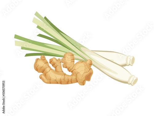 Vector illustration of lemongrass and ginger, isolated on a white background.