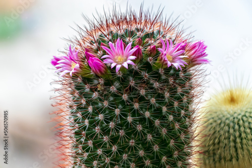 Mammillaria cactus (Cactaceae), with pink blooming flowers in bloom. green body, red needles and sharps, blurry in the background yellow small cactus photo