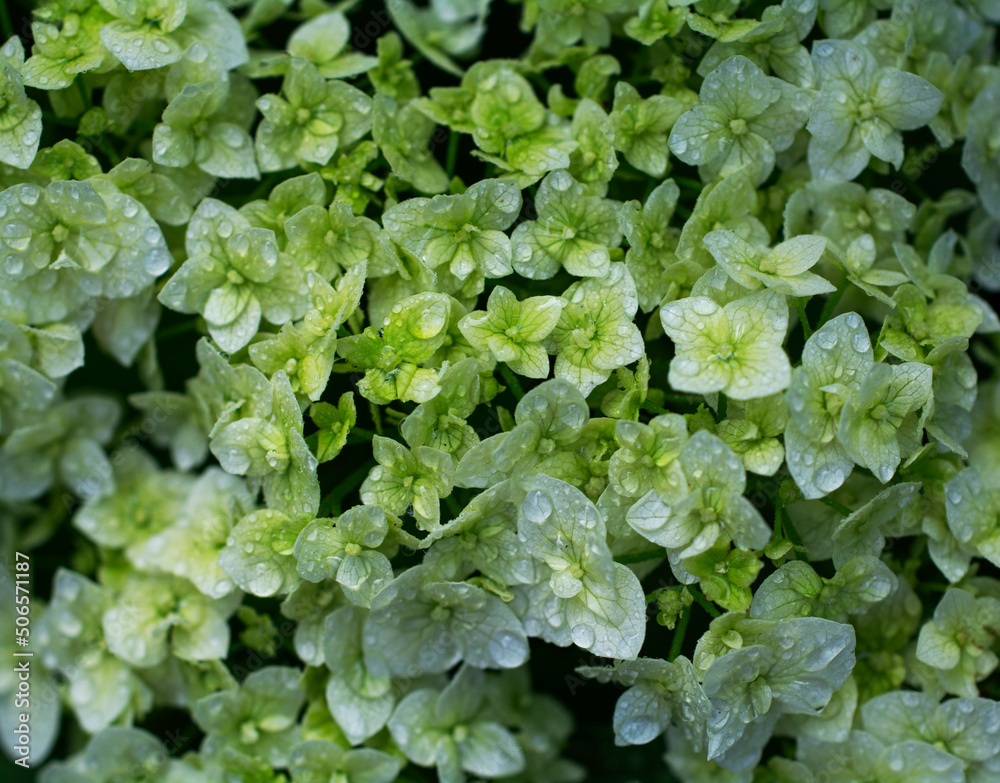 Macro flowers with drops Macro flowers with drops