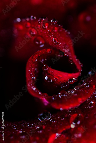 Red rose macro