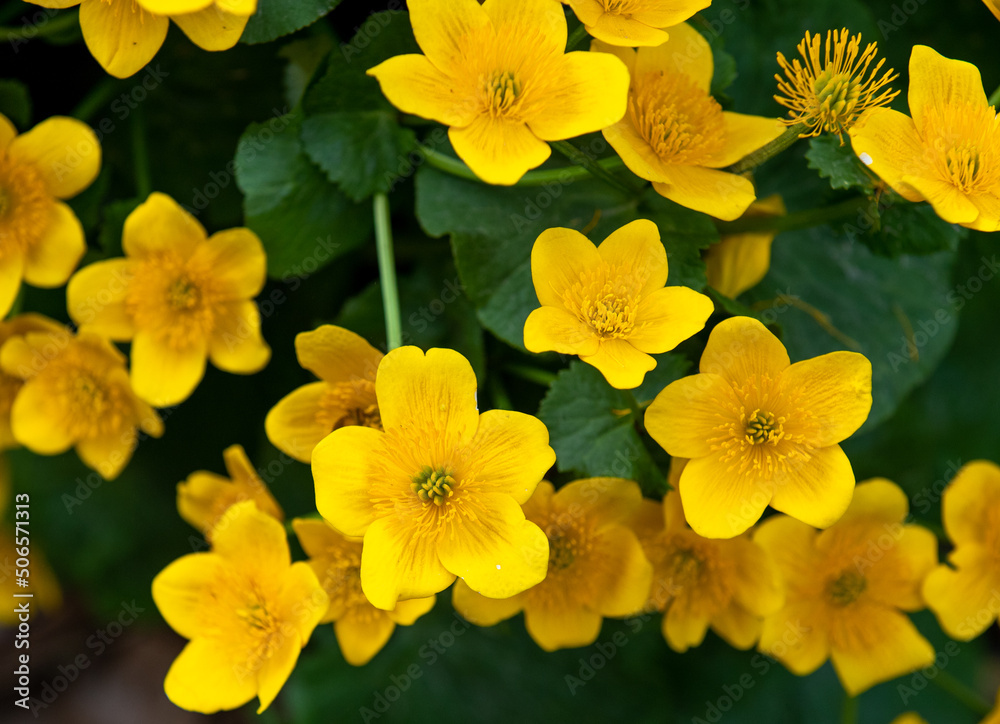 A close-up of Caltha palustris flowers A close-up of Caltha palustris flowers